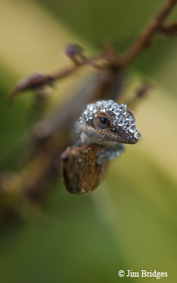 anole